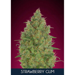Strawberry Gum Feminized Seeds