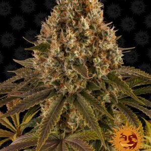 Strawberry Lemonade Feminized Seeds