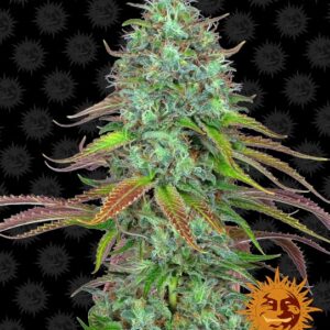 LSD Auto feminized Seeds