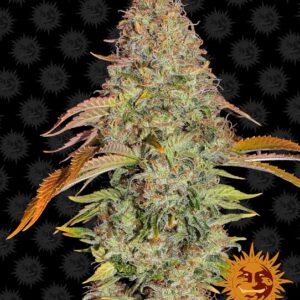 Zkittlez OG Auto Feminized Seeds