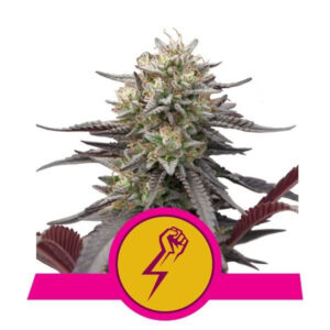 Green Crack Punch Feminized Seeds