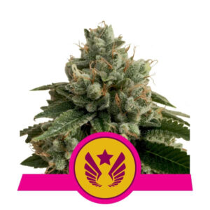 Legendary OG Punch Feminized Seeds