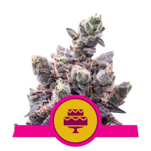 Wedding Gelato Feminized Seeds