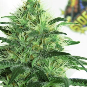 Sideral Feminised Seeds - 5
