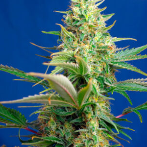 Sweet Pure CBD Auto Feminized Seeds
