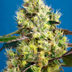 Sweet Gelato Auto Feminized Seeds