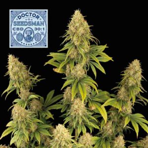 Doctor Seedsman CBD 30:1 feminized Seeds - 10 Seeds