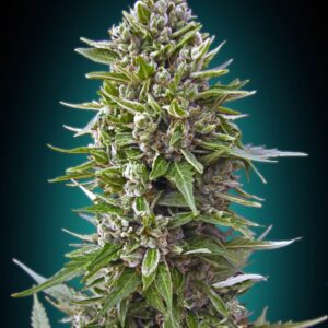 Northern Lights Auto Feminized Seeds - BULK x 100