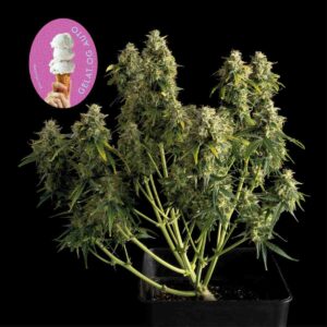 Gelat.OG Auto feminized Seeds - 100 Seeds