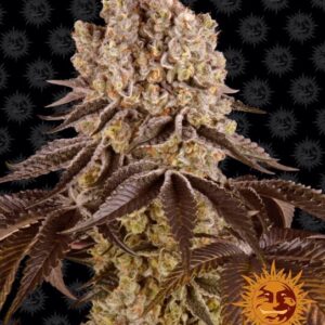 Purple Punch Feminized Seeds
