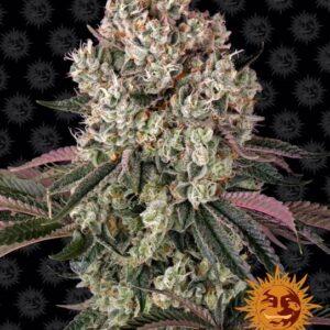 Glookies feminized Seeds