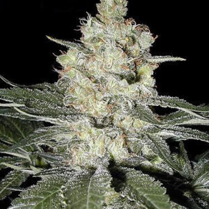 Bruce Banner Auto Feminized Seeds - BULK x 100