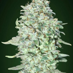 OG Kush SFV Feminized Seeds