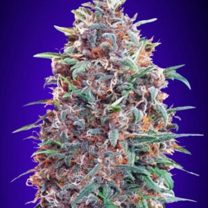 Purple Diesel Auto Feminized Seeds