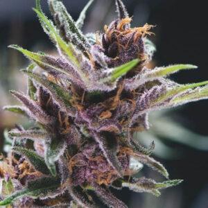 Black Cherry Punch feminized Seeds