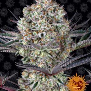 Dos Si Dos 33 feminized Seeds