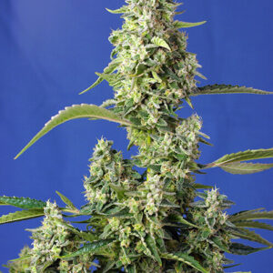 Gorilla Girl XL Auto Feminized Seeds