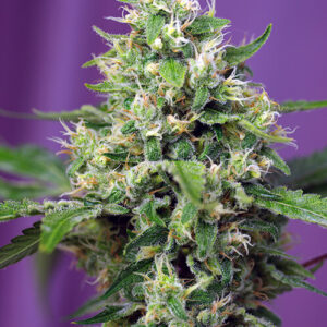 Sweet Amnesia Haze XL Auto Feminized Seeds
