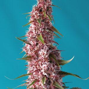Red Pure CBD Auto Feminized Seeds