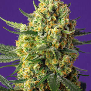 Crystal Candy XL Auto Feminized Seeds