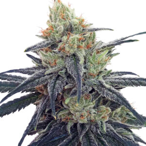 CBD #1 feminized Seeds