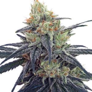 CBD #1 feminized Seeds