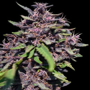 Panama x PCK feminized Seeds