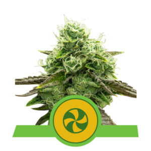 Sweet ZZ Auto Feminized Seeds