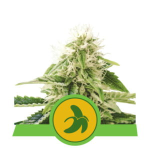 Fat Banana Auto feminized Seeds - 5 Seeds