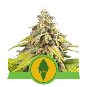 Green Gelato Auto feminized Seeds - 5 Seeds