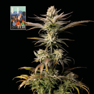 L.A. Peyote Kush feminized Seeds