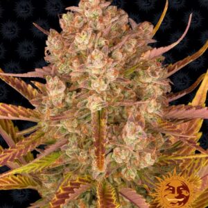 Dos Si Dos Auto Feminized Seeds