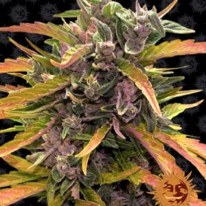 Gorilla Glue Auto Feminized Seeds