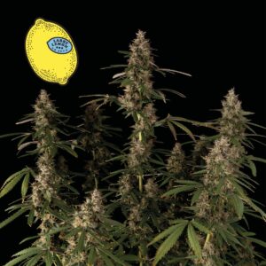 Larry Lemon OG Auto Feminized Seeds