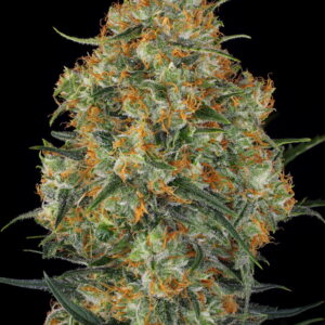 Wedding Cake Feminized Seeds - BULK x 100
