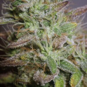 White Widow Feminized Seeds - Bulk x 100