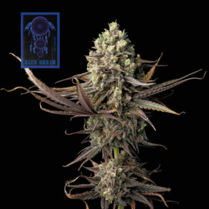 Blue Dream feminized Seeds - 50 Seeds