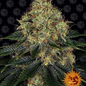 Skywalker OG Auto feminized Seeds