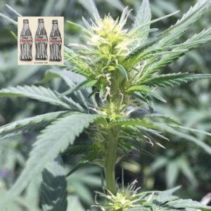 Diet Durban THCV 1:1 feminized Seeds