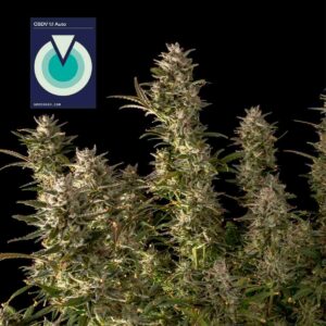 CBDV 1:1 Auto feminized Seeds - 10 Seeds