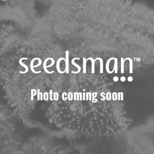 Skywalker Haze Auto Feminized Seeds