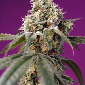 Bruce Banner Auto feminized Seeds