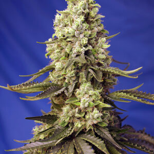 Runtz XL Auto feminized Seeds