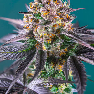 Red Strawberry Banana Auto Feminized Seeds