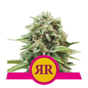 Royal Runtz feminized Seeds