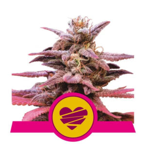 Wedding Crasher Feminized Seeds