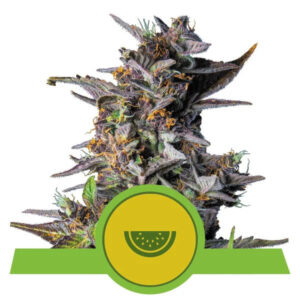 Watermelon Auto Feminized Seeds