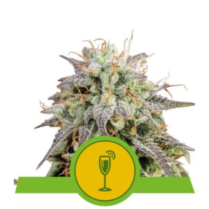 Mimosa Auto Feminized Seeds