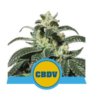 Royal CBDV Auto Feminised Seeds - 5