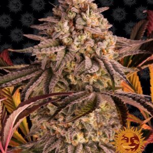 Blue Sunset Sherbert Feminized Seeds